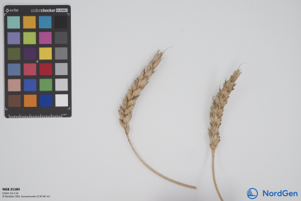 Click for 3 image(s) for this accession. SPIKE