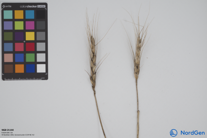 Click for 3 image(s) for this accession. SPIKE