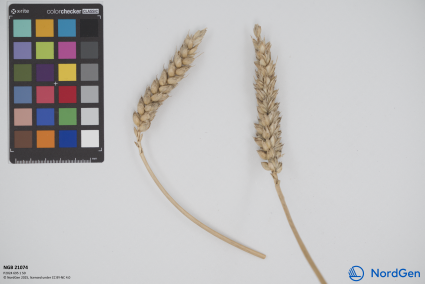 Click for 1 image(s) for this accession. SPIKE