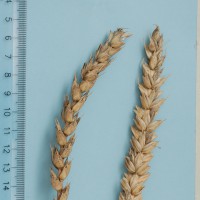 Click for 3 image(s) for this accession. Image