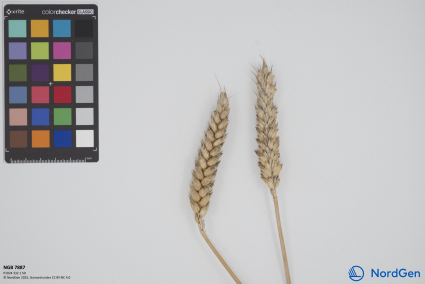 Click for 1 image(s) for this accession. SPIKE