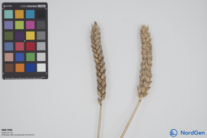 Click for 1 image(s) for this accession. SPIKE