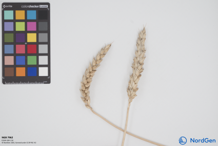 Click for 1 image(s) for this accession. SPIKE