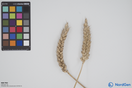 Click for 1 image(s) for this accession. SPIKE