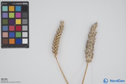 Click for 1 image(s) for this accession. SPIKE