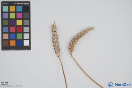 Click for 1 image(s) for this accession. SPIKE