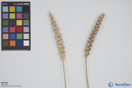 Click for 1 image(s) for this accession. SPIKE