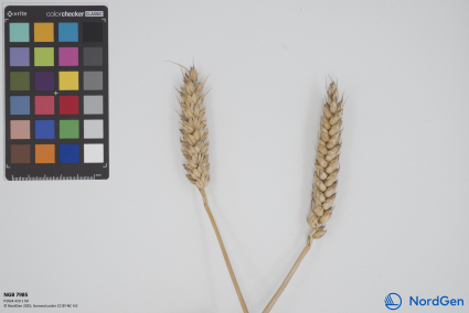 Click for 1 image(s) for this accession. SPIKE