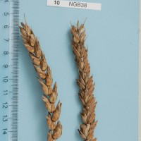 Click for 3 image(s) for this accession. Image