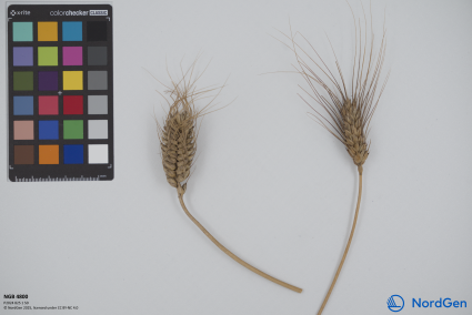 Click for 2 image(s) for this accession. SPIKE