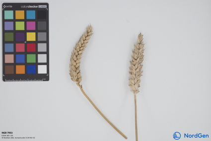 Click for 1 image(s) for this accession. SPIKE