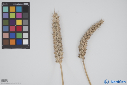 Click for 1 image(s) for this accession. SPIKE