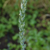 Click for 1 image(s) for this accession. Image