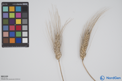 Click for 3 image(s) for this accession. SPIKE