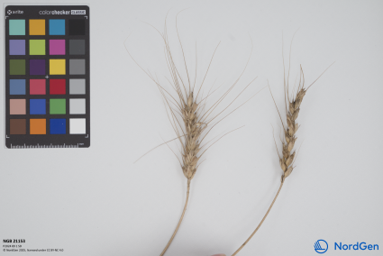 Click for 3 image(s) for this accession. SPIKE