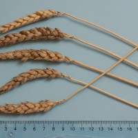 Click for 4 image(s) for this accession. Image