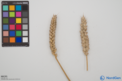 Click for 2 image(s) for this accession. SPIKE