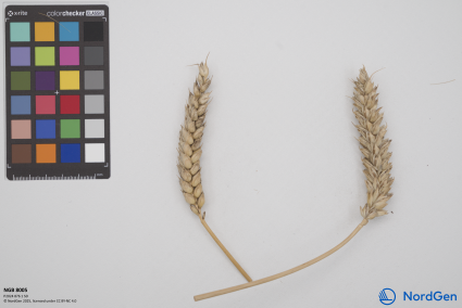 Click for 2 image(s) for this accession. SPIKE