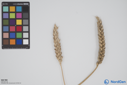 Click for 1 image(s) for this accession. SPIKE