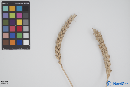 Click for 1 image(s) for this accession. SPIKE