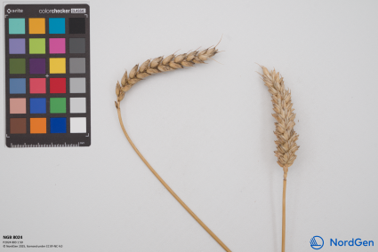 Click for 2 image(s) for this accession. SPIKE