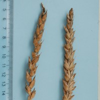 Click for 1 image(s) for this accession. Image