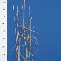 Click for 2 image(s) for this accession. Image