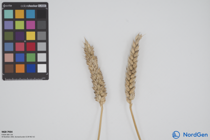 Click for 1 image(s) for this accession. SPIKE