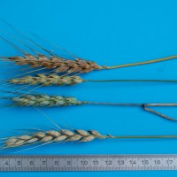 Click for 1 image(s) for this accession. Image