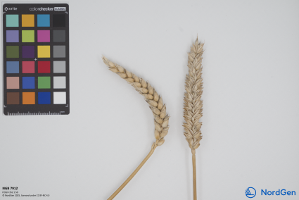 Click for 1 image(s) for this accession. SPIKE