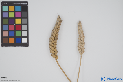 Click for 1 image(s) for this accession. SPIKE