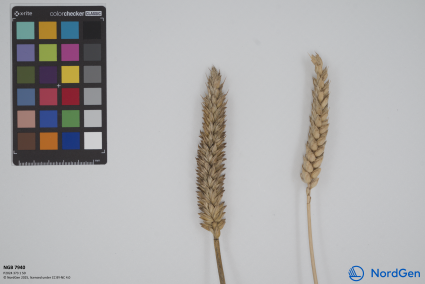 Click for 1 image(s) for this accession. SPIKE