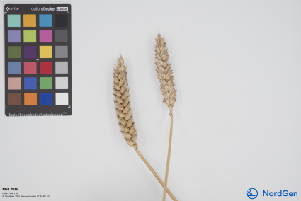 Click for 1 image(s) for this accession. SPIKE