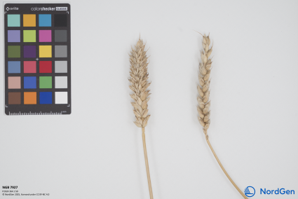 Click for 1 image(s) for this accession. SPIKE