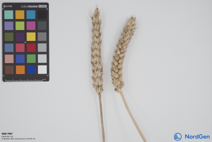 Click for 1 image(s) for this accession. SPIKE