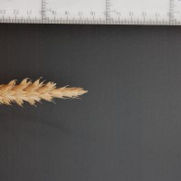 Click for 2 image(s) for this accession. Image