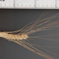 Click for 4 image(s) for this accession. Image