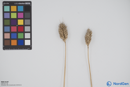 Click for 3 image(s) for this accession. SPIKE