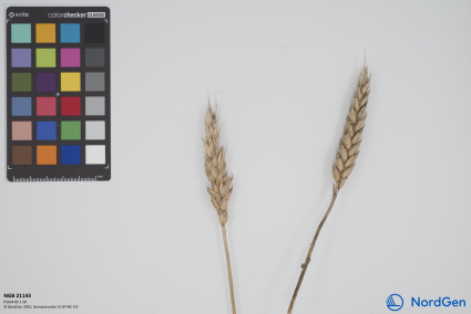 Click for 3 image(s) for this accession. SPIKE