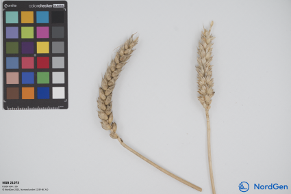 Click for 1 image(s) for this accession. SPIKE