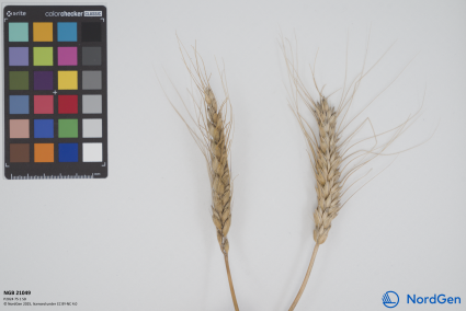 Click for 2 image(s) for this accession. SPIKE