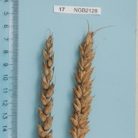 Click for 3 image(s) for this accession. Image