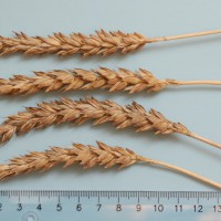 Click for 3 image(s) for this accession. Image