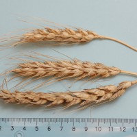 Click for 3 image(s) for this accession. Image