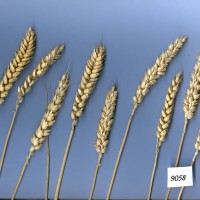 Click for 2 image(s) for this accession. Image