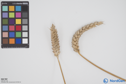 Click for 1 image(s) for this accession. SPIKE