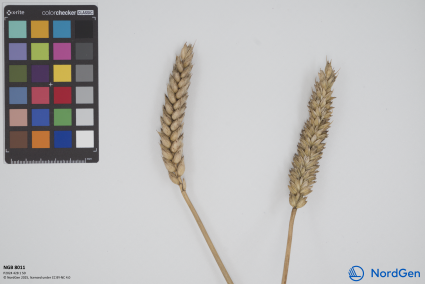 Click for 1 image(s) for this accession. SPIKE