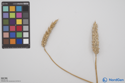 Click for 3 image(s) for this accession. SPIKE