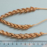 Click for 3 image(s) for this accession. Image