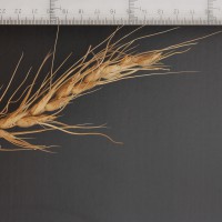 Click for 3 image(s) for this accession. Image